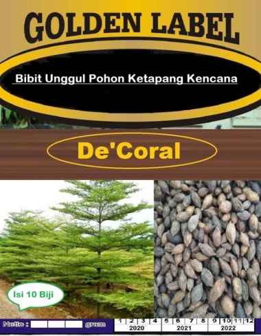 Bibit Unggul Pohon Ketapang Kencana | Benih Ketapang Kencana