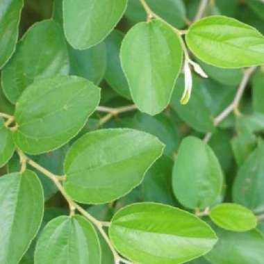 Daun Bidara Arab Fresh ( 10 Lembar ) | Daun Bidara Arab Herbal Segar