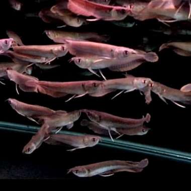 Ikan Arwana Silver Brazil Serat Merah Berkualitas Ikan Predator Hias Size 13-14cm