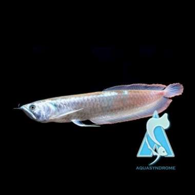 Ikan Arwana Silver Brazil Serat Merah Berkualitas Ikan Predator Hias Size 20-22cm