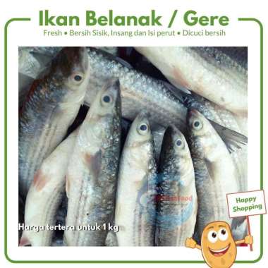 Ikan Belanak / Gere fresh segar non frozen surabaya 500 gram