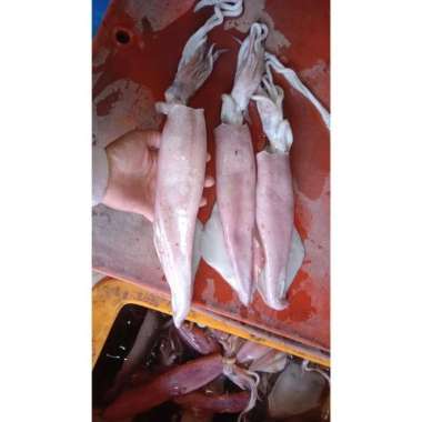 Cumi Segar Bangka/Jumbo