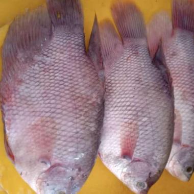 Jual Promo Murah Ikan Gurame 1KG Isi 3