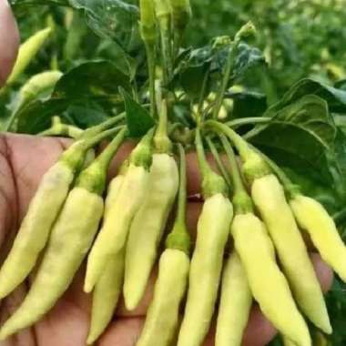 Cabe Rawit Putih 1 kg