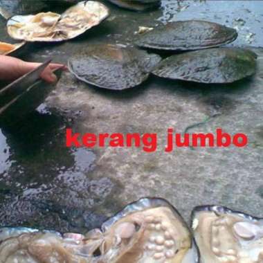 MUTIARA KERANG ASLI NATURAL kerang JUMBO