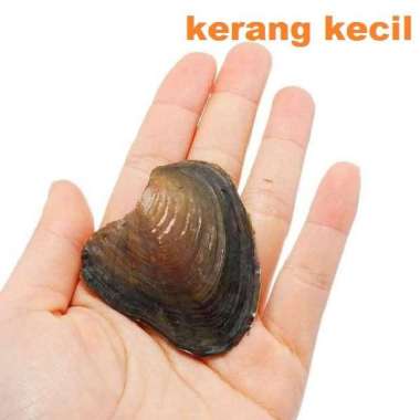 MUTIARA KERANG ASLI NATURAL kerang KECIL