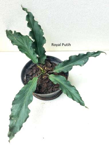 TANAMAN HIAS ANTHURIUM GELOMBANG CINTA / ANTORIUM GELOMBANG CINTA