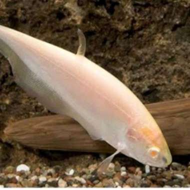 ikan belida brown albino Multicolor