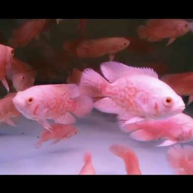 ikan Oscar Tiger Albino Import Thailand ( 7 - 9 ) cm Multicolor