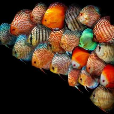 discus 1 inch 10 ekor Multicolor