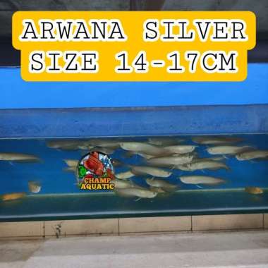 ARWANA SILVER BRAZIL MURAH / ARWANA SILVER / ARWANA SILVER BRAZIL Multicolor