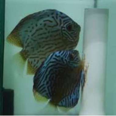 Ikan Discus pair matang(Sepasang) Multicolor