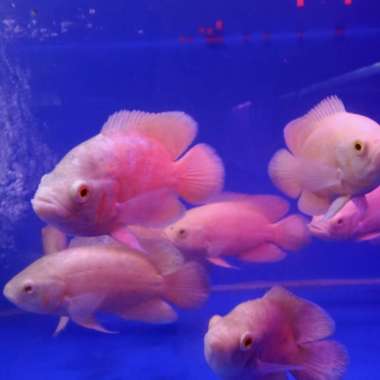 ikan Oscar Paris albino 14.15 cm Multicolor