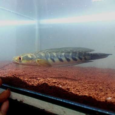 channa ys yellow Sentarum bar simet 7/7 Multicolor