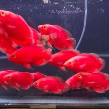 ikan oscar red chili import merah Multicolor