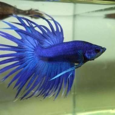 IKAN CUPANG SERIT CROWNTAIL BLUE BIRU COBALT ROYAL IMPORT AQUASCAPE Multicolor