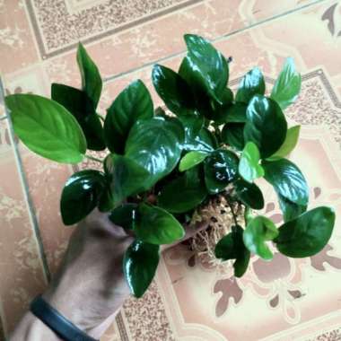 anubias nana mp Multicolor