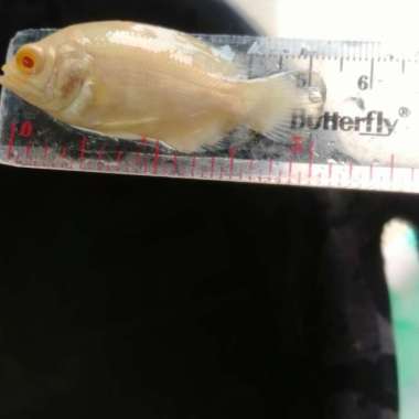 ikan oscar paris albino/ikan baby oscar Paris Multicolor
