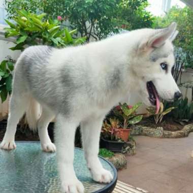 siberian husky oregon silver female puppy Multicolor