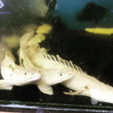 ikan palmas leucistic 8-10cm Multicolor