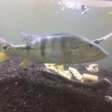 Peacock Bass Blue Azul Big Size Multicolor