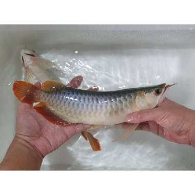arwana arowana super red / SuperRed ( SR ) Multicolor