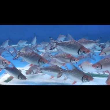 American Flag Tail / red feifeng 13cm Multicolor