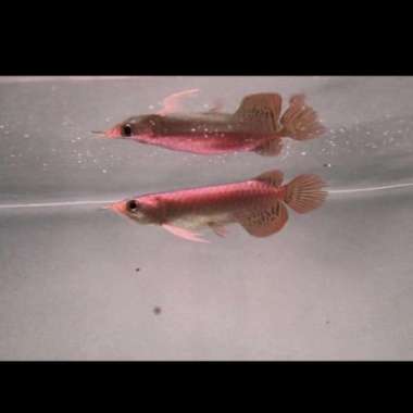 ikan Arwana Super Red ( 13- 15 ) cm Multicolor