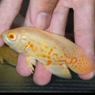 Hiasan Aquarium Ikan Hias Ikan Oscar Albino GoodMarking Multicolor