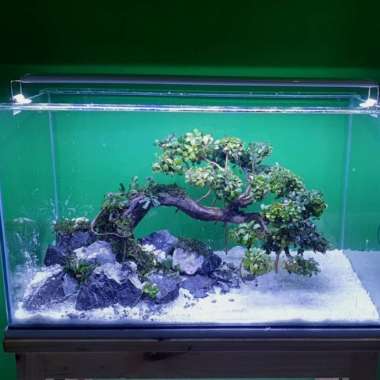 aquascape akuarium jadi full sett 60 cm/ bonsai rasamala Multicolor