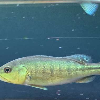 peacock bass intermedia pure Multicolor