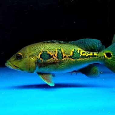 Ikan Peacock Bass Orinoco Spotline 26-28cm Multicolor