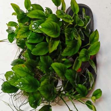 Anubias Nana clum jumbo Multicolor