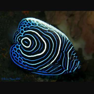 Ikan Bluestone Asli Multicolor