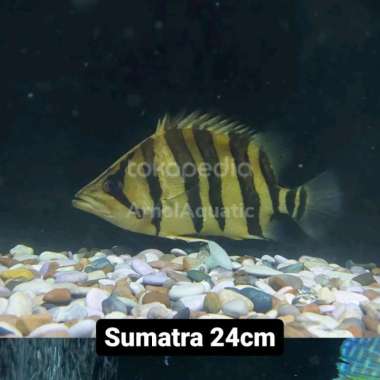 Datz Sumatra 23cm Multicolor