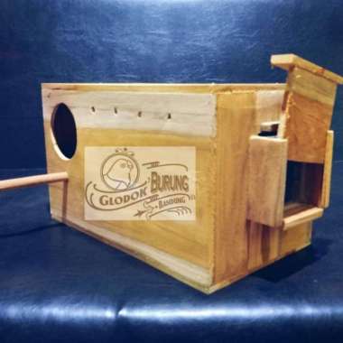 Glodok Parrot Pantau Kaca Burung Sun Conure Falk dll Kanan