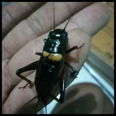 Jangkrik Aduan Jumbo Best Seller Jangkrik jaliteng jerabang