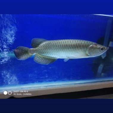 Ikan Arwana Jardini Batik Green Pearl size 25-27 cm Mulus. Multivariasi Multicolor