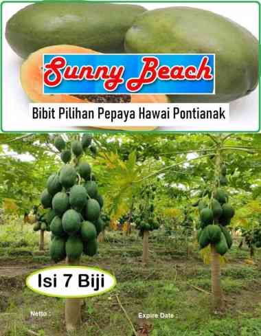 Bibit Pilihan Pepaya Hawai Pontianak|Biji Benih Pepaya Hawai Pontianak