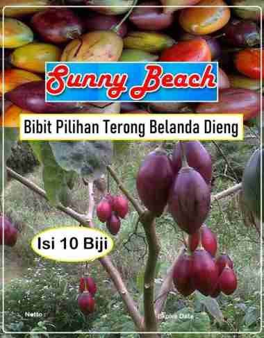 Bibit Pilihan Terong Belanda Dieng |Benih Terong Dieng|Terong Belanda