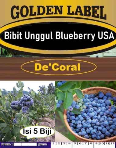 Bibit Unggul Blueberry USA | Biji Benih Blueberry USA