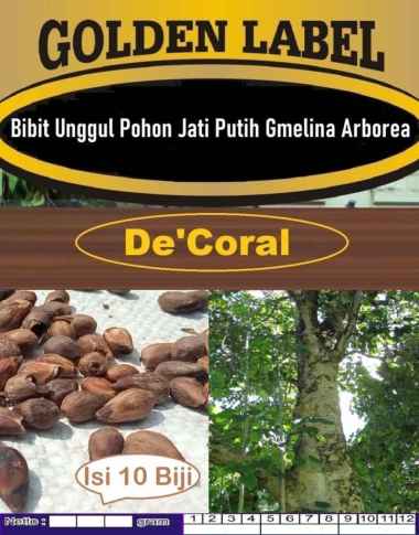 Bibit Unggul Pohon Jati Putih Gmelina Arborea|Biji Bibit Jati Gmelina