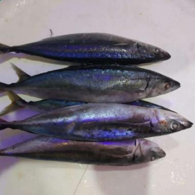 Ikan Layang Segar 1KG