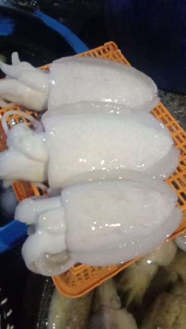 Cumi Sontong/Sotong Segar