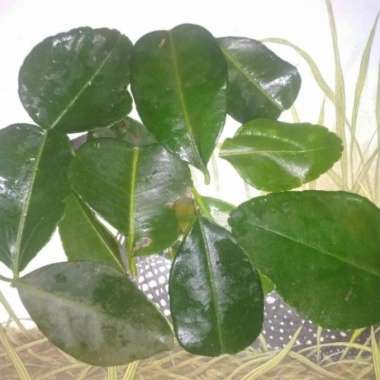 daun jeruk purut segar