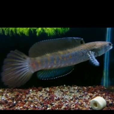 channa blue pulchra 12/13cm BAHAN KONTES Multicolor