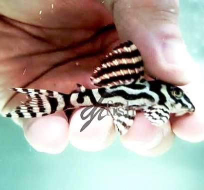 L236 Pleco / Not Zebra Pleco L46 Multicolor