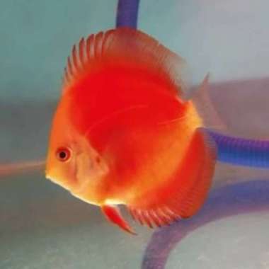 IKAN DISKUS JENIS RED MELON. UKURAN 2 IN - 2 IN SETENGAH Multicolor