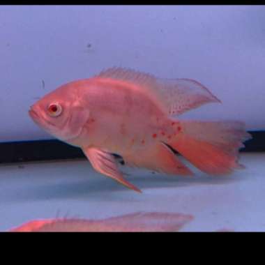 Oscar Tiger Albino Slayer impor Thailand 14cm Multicolor
