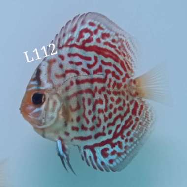 Discus Leopard Multicolor